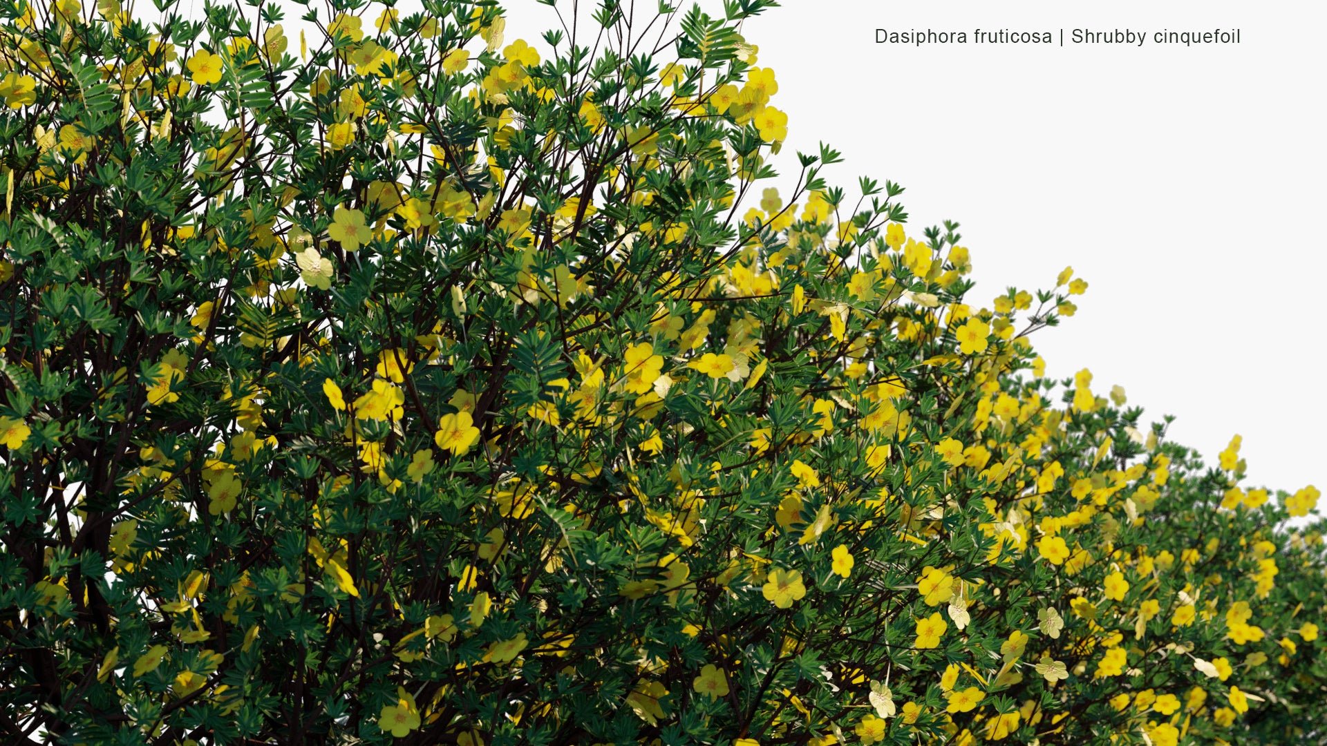 Low Poly Dasiphora Fruticosa - Shrubby Cinquefoil, Golden Hardhack, Bush Cinquefoil, Shrubby Five-Finger, Widdy, Kuril Tea, Tundra Rose (3D Model)