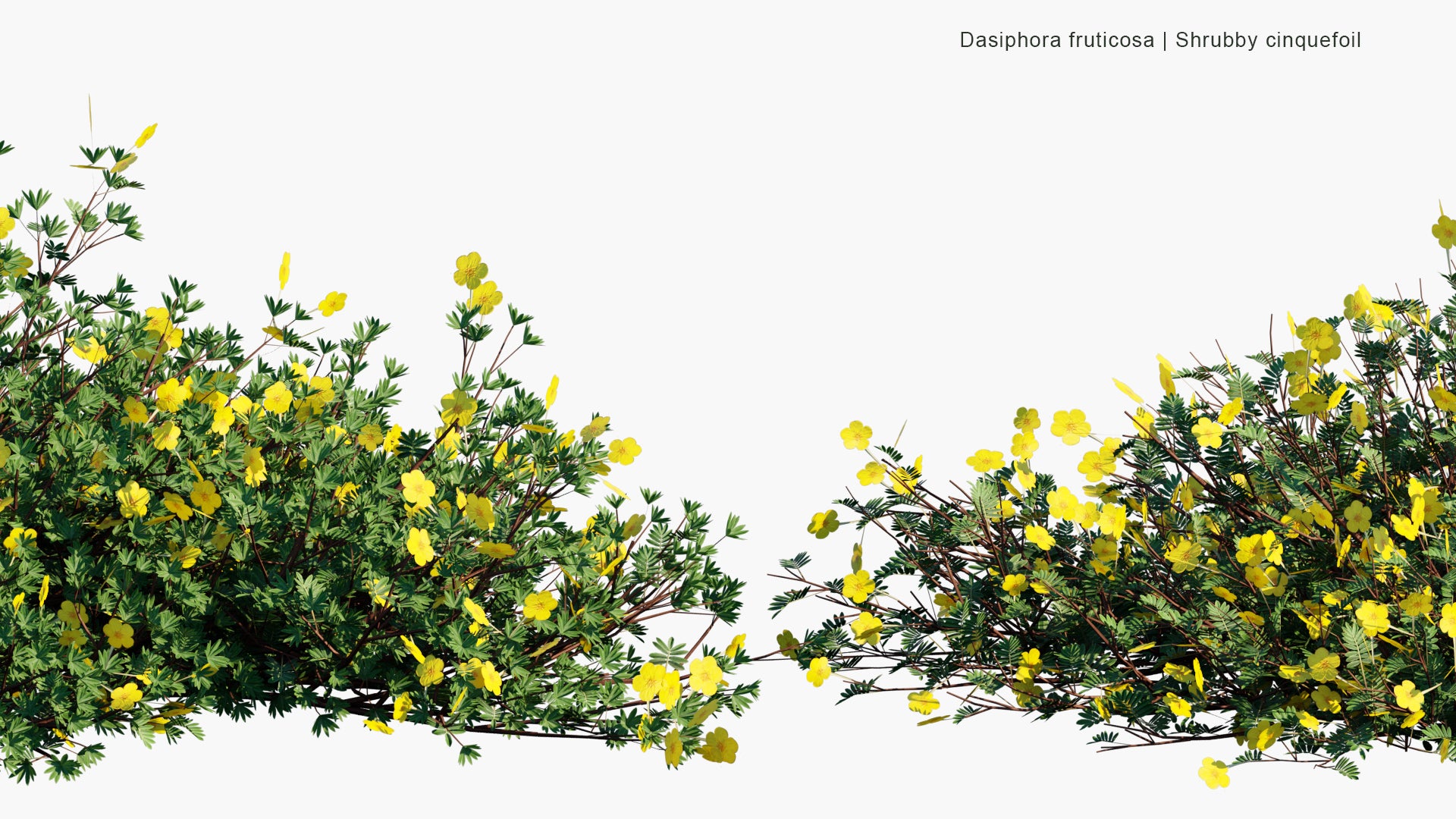 Low Poly Dasiphora Fruticosa - Shrubby Cinquefoil, Golden Hardhack, Bush Cinquefoil, Shrubby Five-Finger, Widdy, Kuril Tea, Tundra Rose (3D Model)