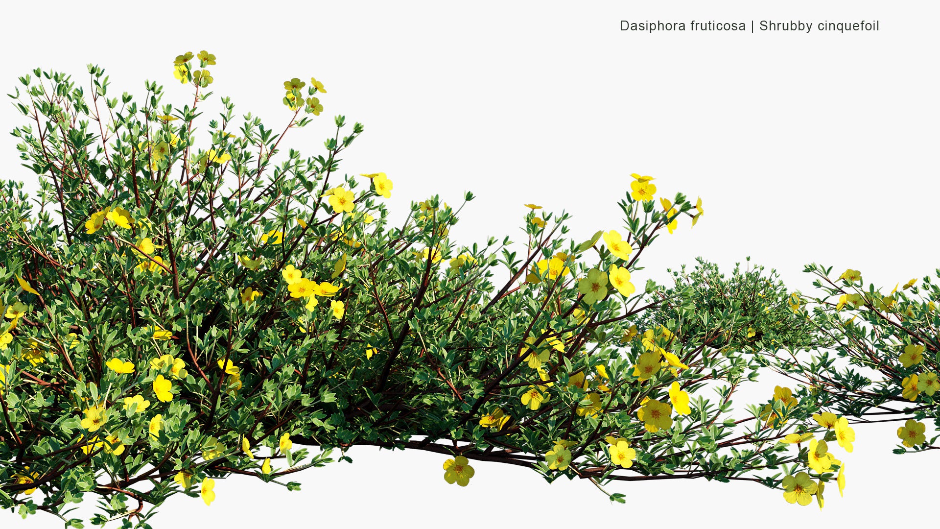 Dasiphora Fruticosa - Shrubby Cinquefoil, Golden Hardhack, Bush Cinquefoil, Shrubby Five-Finger, Widdy, Kuril Tea, Tundra Rose (3D Model)