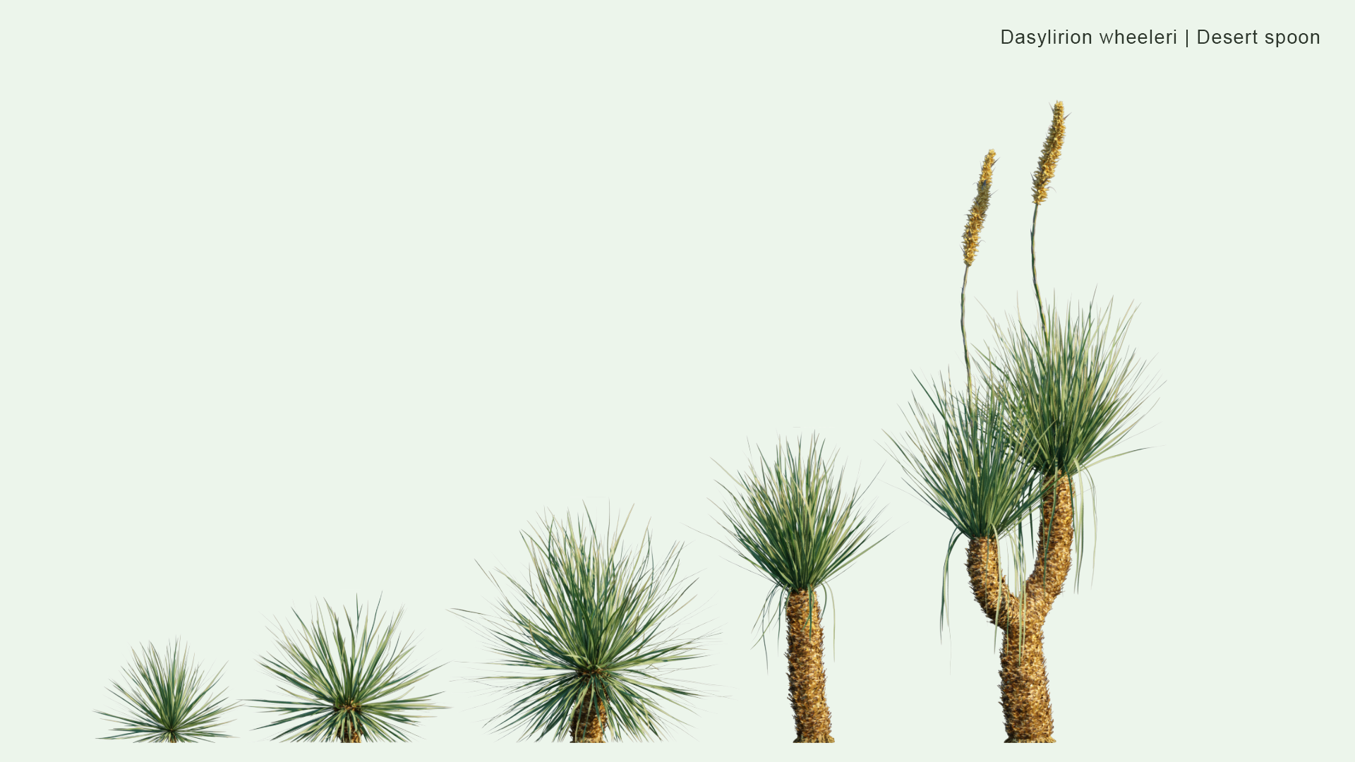 2D Dasylirion Wheeleri - Desert Spoon, Spoon Flower, Sotol, Common Sotol