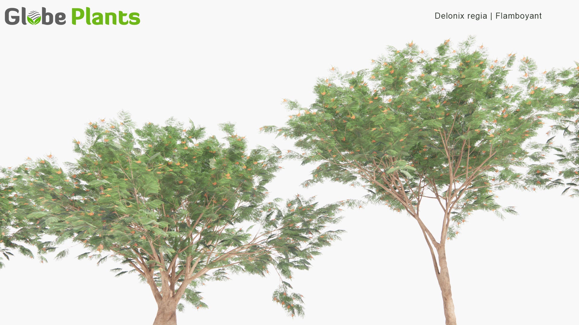 Low Poly Delonix Regia - Royal Poinciana, Flamboyant, Flame of The Forest, Flame Tree (3D Model)