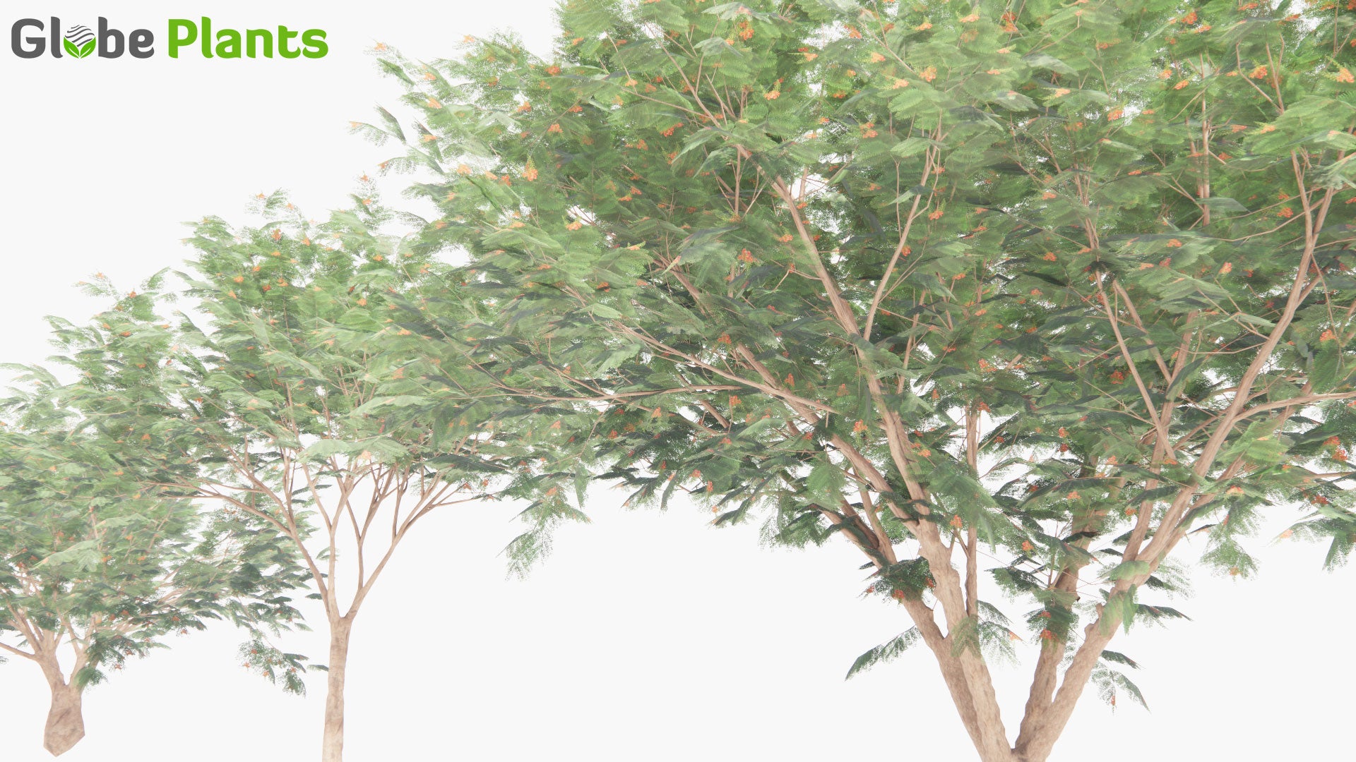 Low Poly Delonix Regia - Royal Poinciana, Flamboyant, Flame of The Forest, Flame Tree (3D Model)