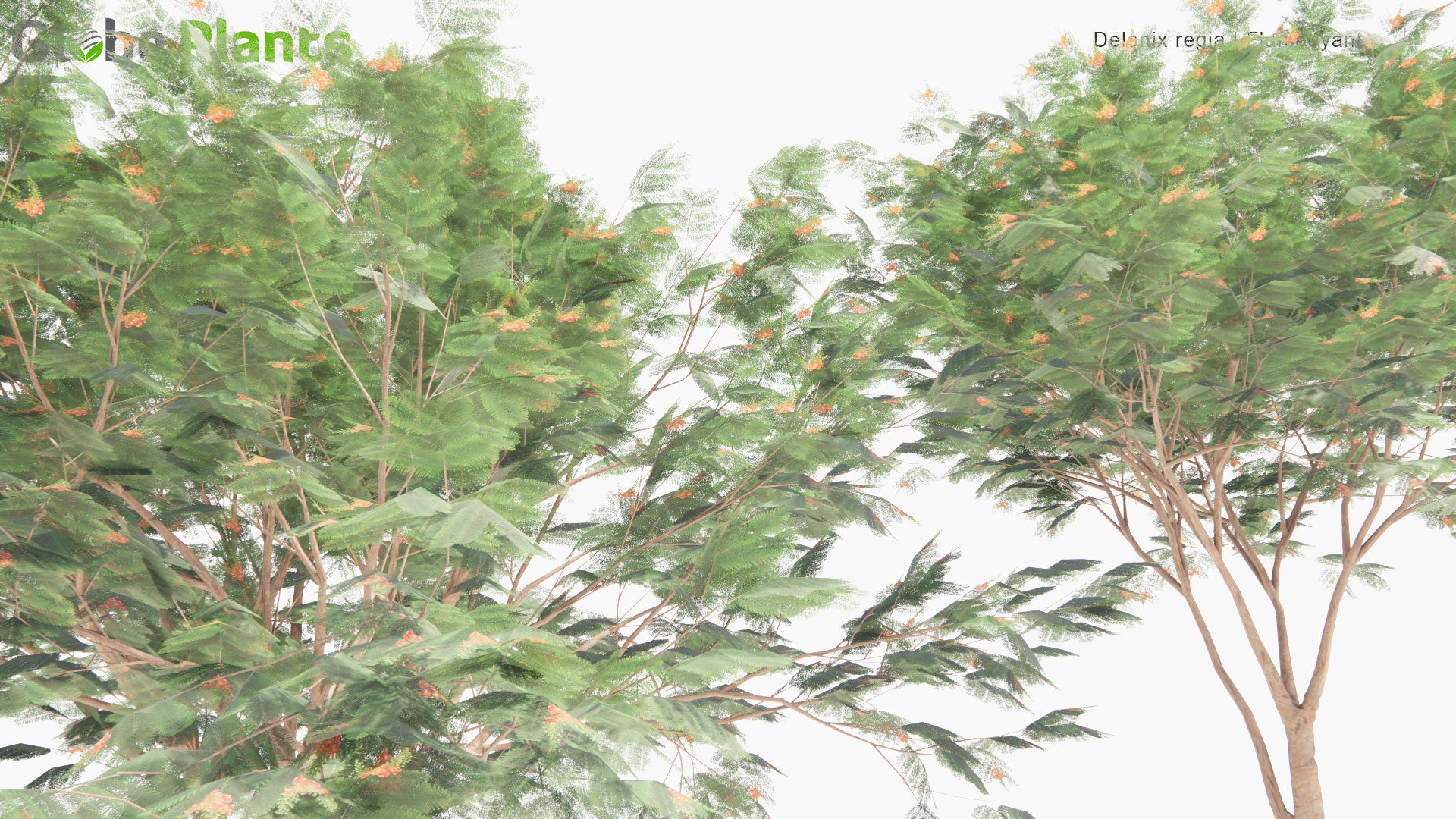 Low Poly Delonix Regia - Royal Poinciana, Flamboyant, Flame of The Forest, Flame Tree (3D Model)