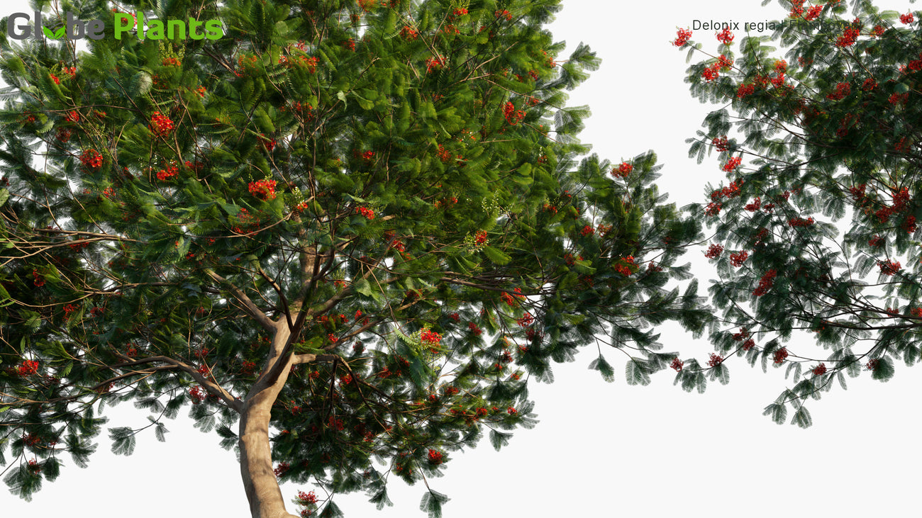 Delonix Regia - Royal Poinciana, Flamboyant, Flame of The Forest, Flame Tree (3D Model)