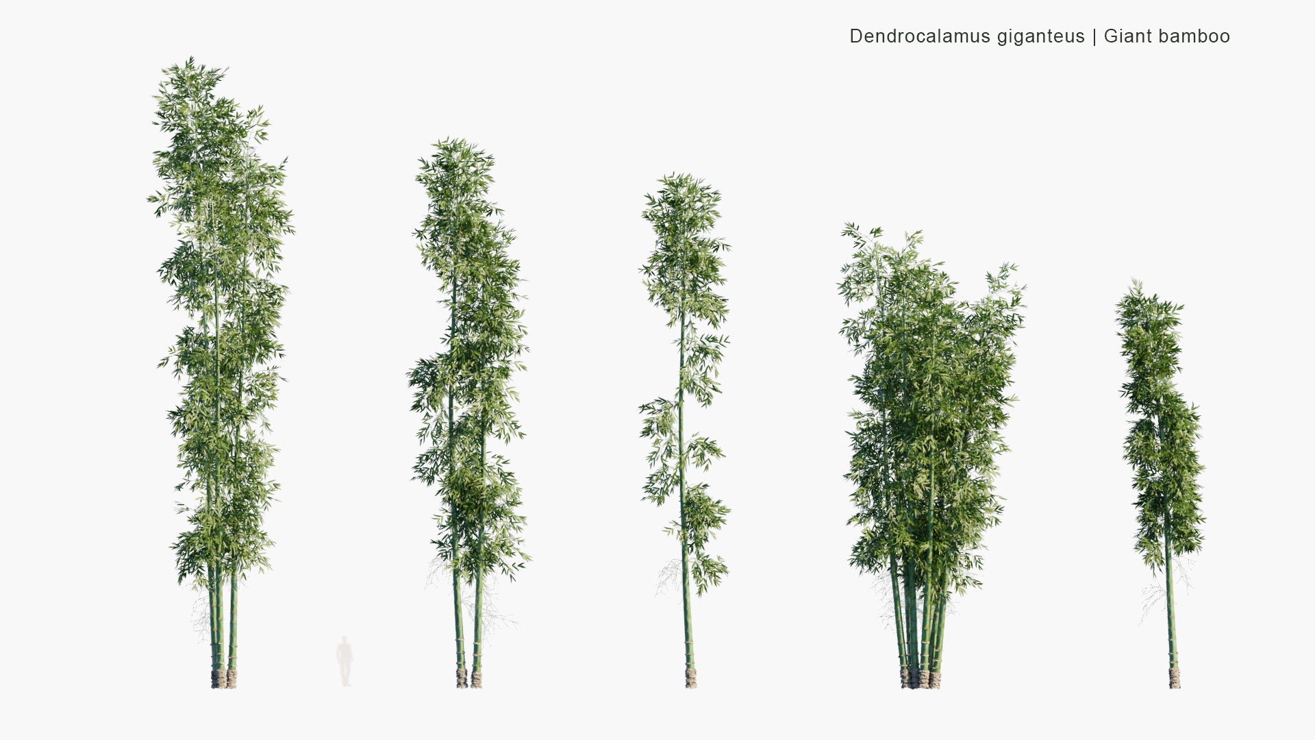 Low Poly Dendrocalamus Giganteus - Giant Bamboo (3D Model)