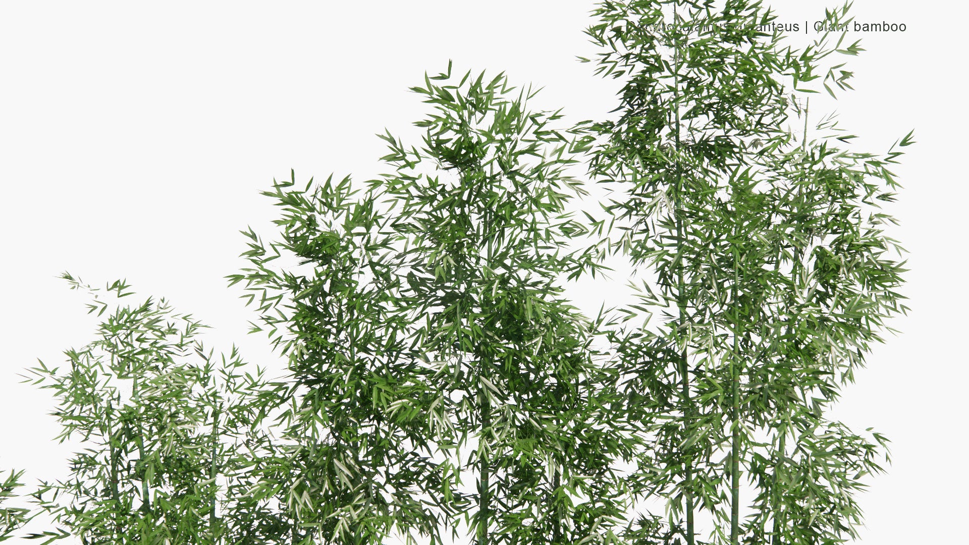 Low Poly Dendrocalamus Giganteus - Giant Bamboo (3D Model)