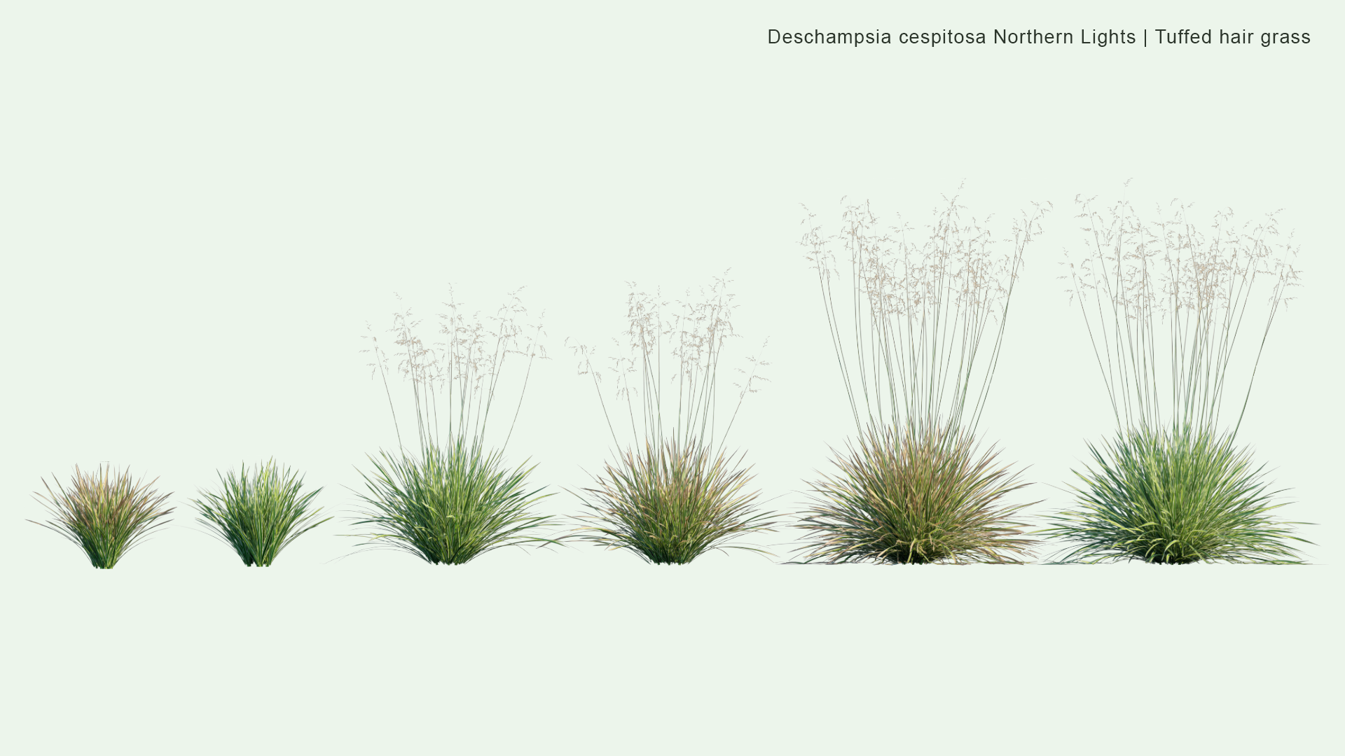 2D Deschampsia Cespitosa 'Northern Lights' - Tufted Hair Grass