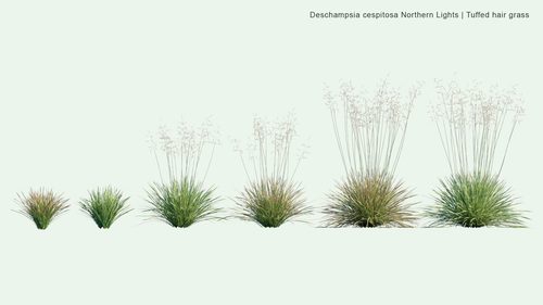 Deschampsia Cespitosa 'Northern Lights'