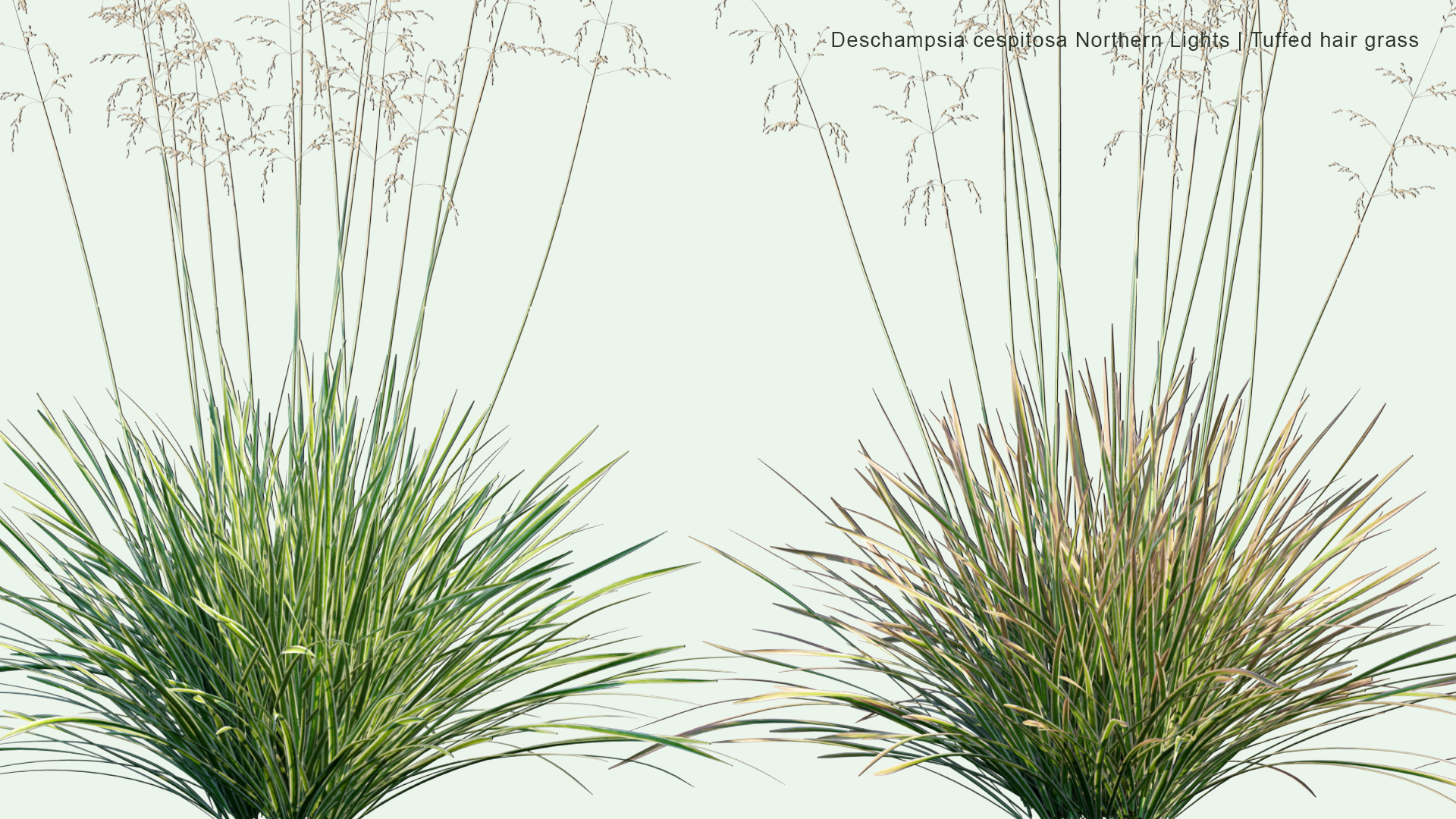 2D Deschampsia Cespitosa 'Northern Lights' - Tufted Hair Grass