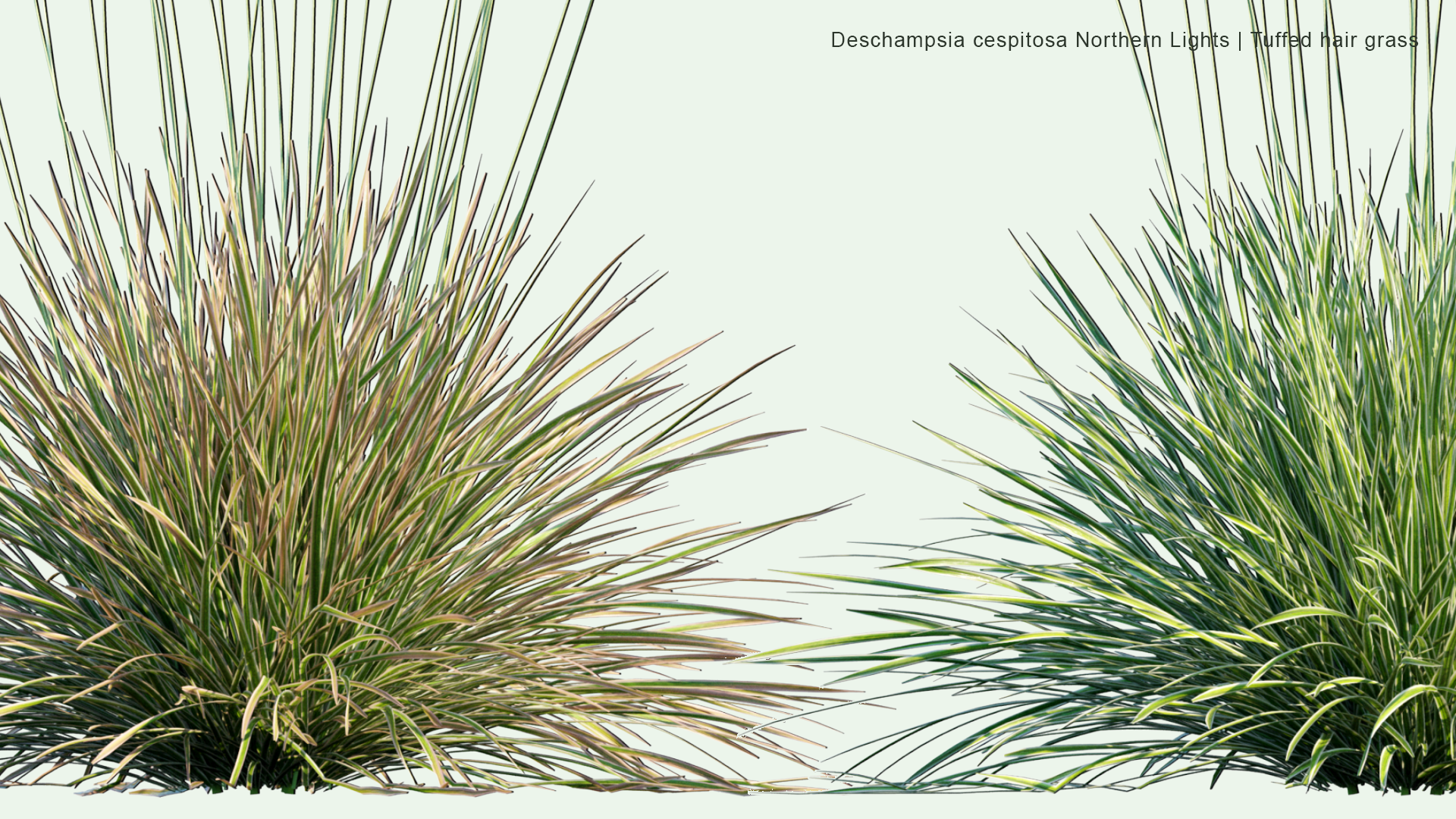 2D Deschampsia Cespitosa 'Northern Lights' - Tufted Hair Grass