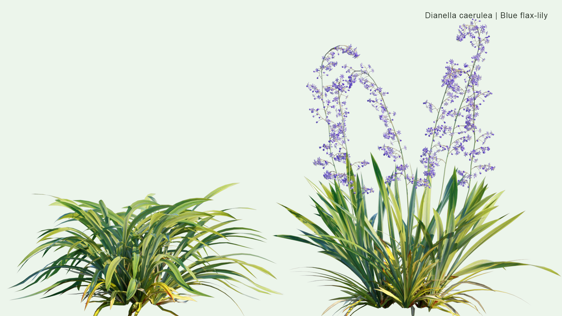 2D Dianella Caerulea - Blue Flax-lily, Paroo Lily