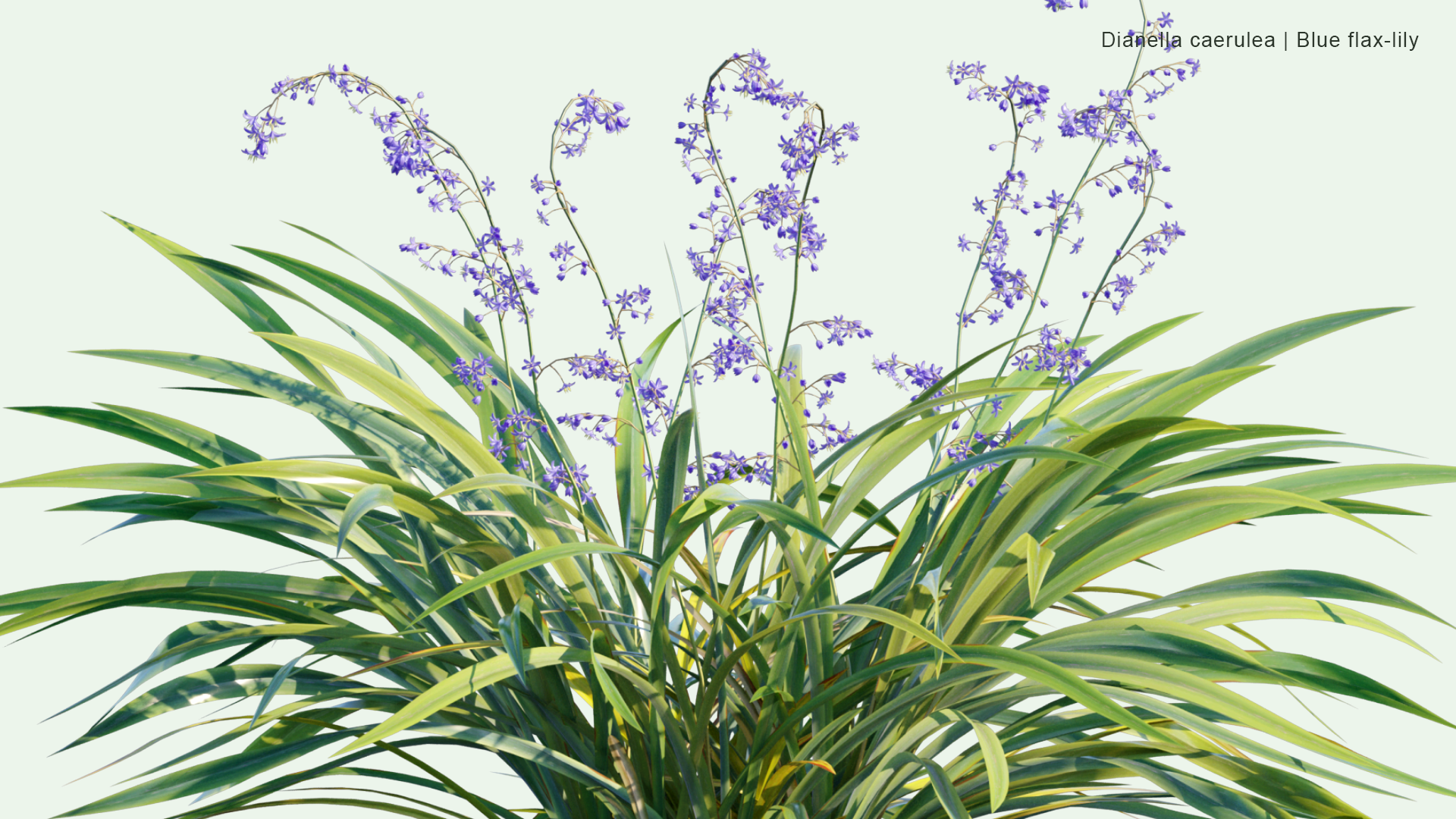 2D Dianella Caerulea - Blue Flax-lily, Paroo Lily