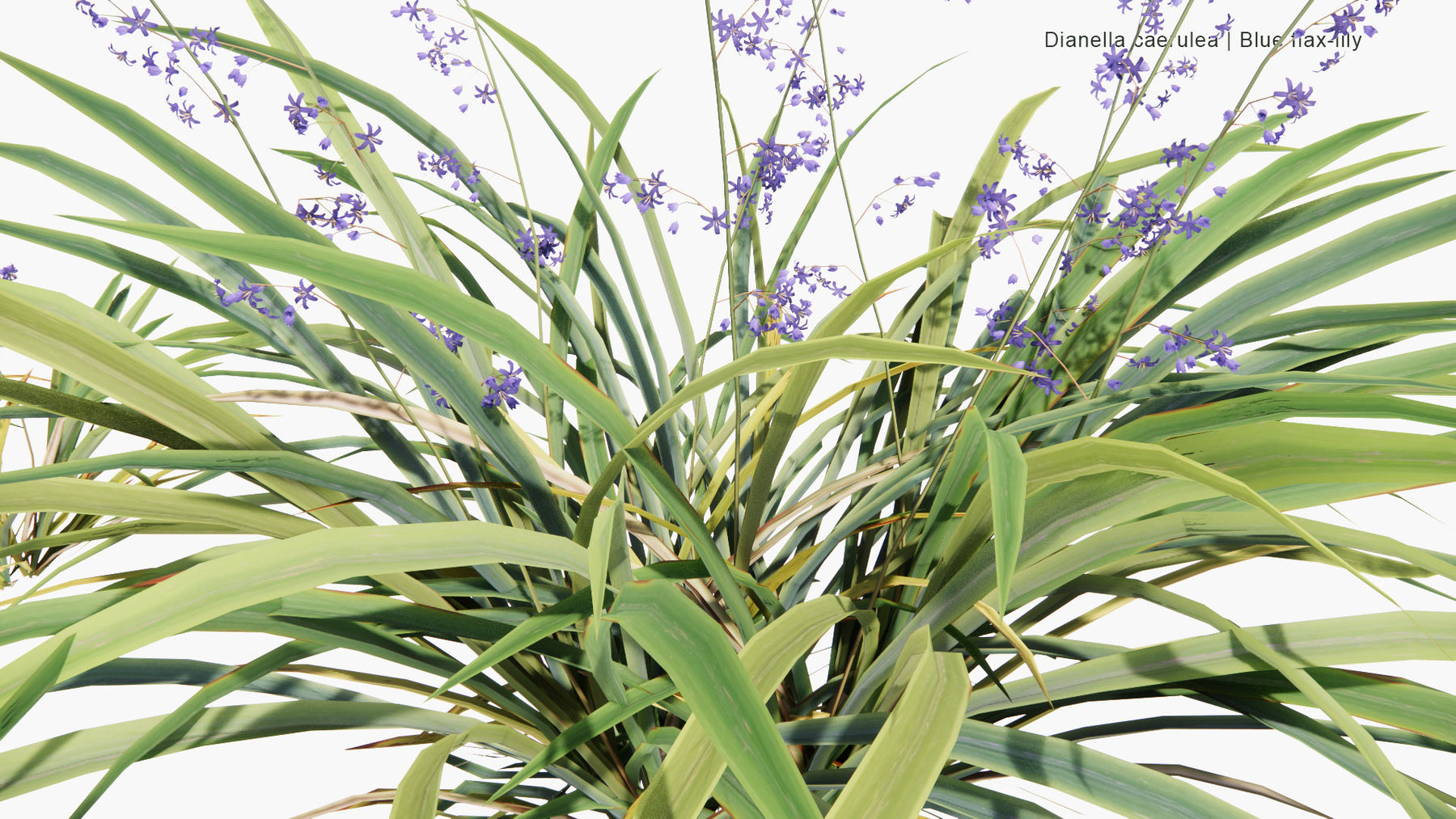 Low Poly | Dianella Caerulea (Blue Flax-Lily) 3D Model - GlobePlants