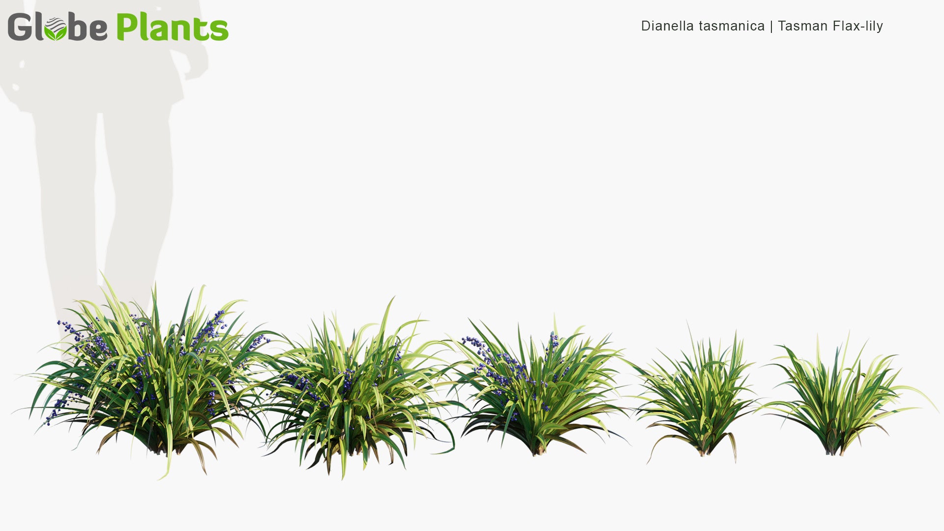 Low Poly Dianella Tasmanica - Tasman Flax-Lily, Tasmanian Flax-Lily (3D Model)