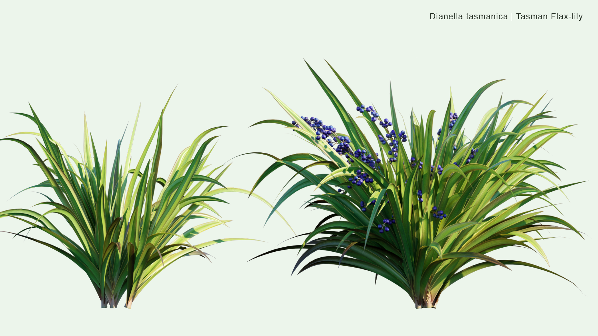 2D Dianella Tasmanica - Tasman Flax-lily, Tasmanian Flax-lily