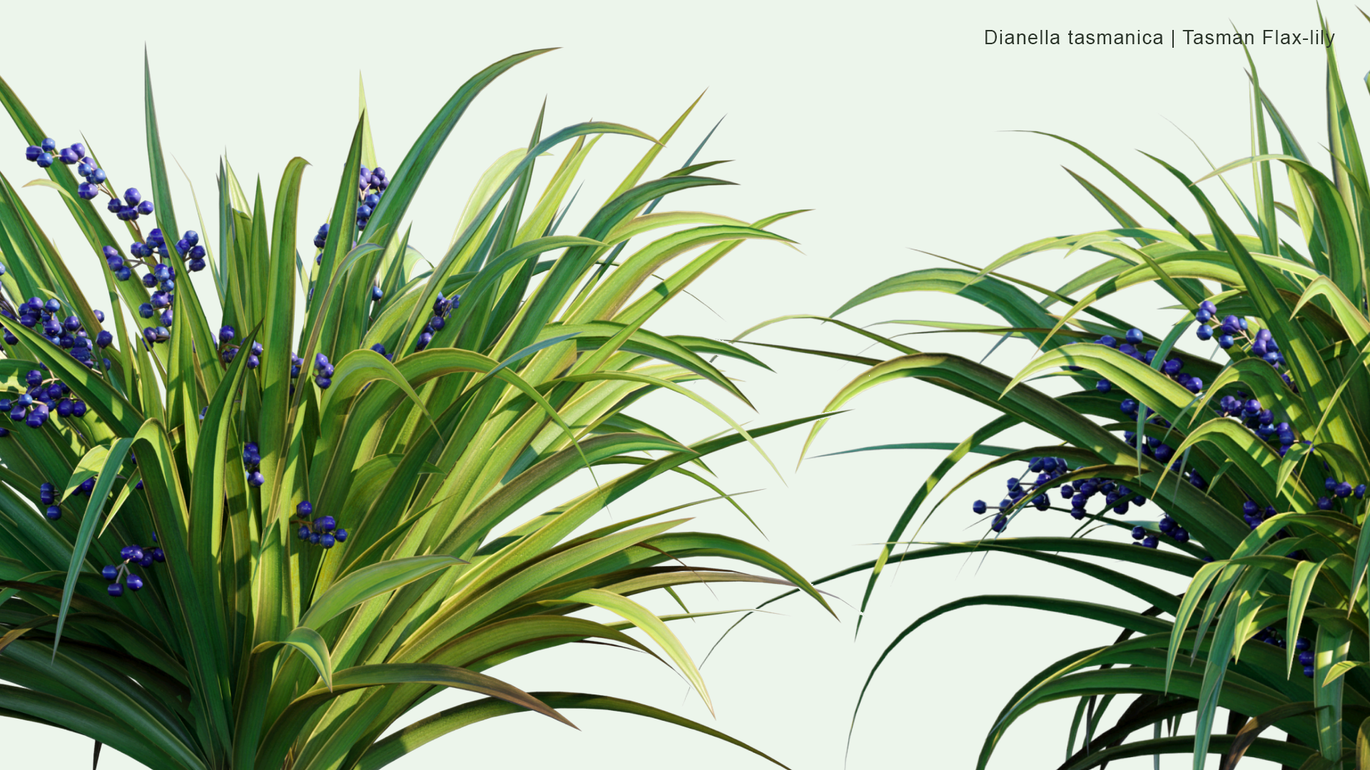 2D Dianella Tasmanica - Tasman Flax-lily, Tasmanian Flax-lily