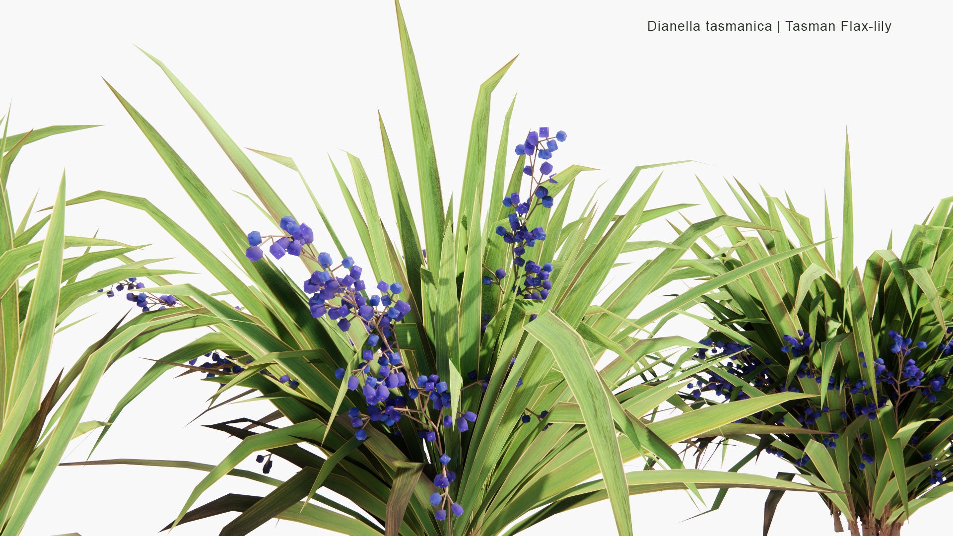 Low Poly Dianella Tasmanica - Tasman Flax-Lily, Tasmanian Flax-Lily (3D Model)