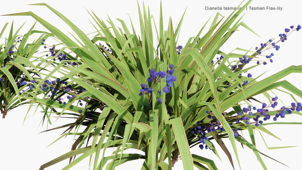 Low Poly | Dianella Tasmanica (Tasman Flax-Lily) 3D Model