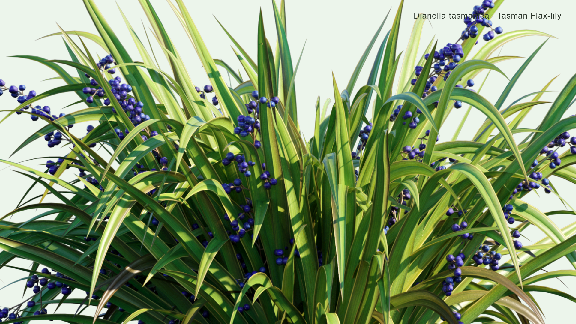 2D Dianella Tasmanica - Tasman Flax-lily, Tasmanian Flax-lily