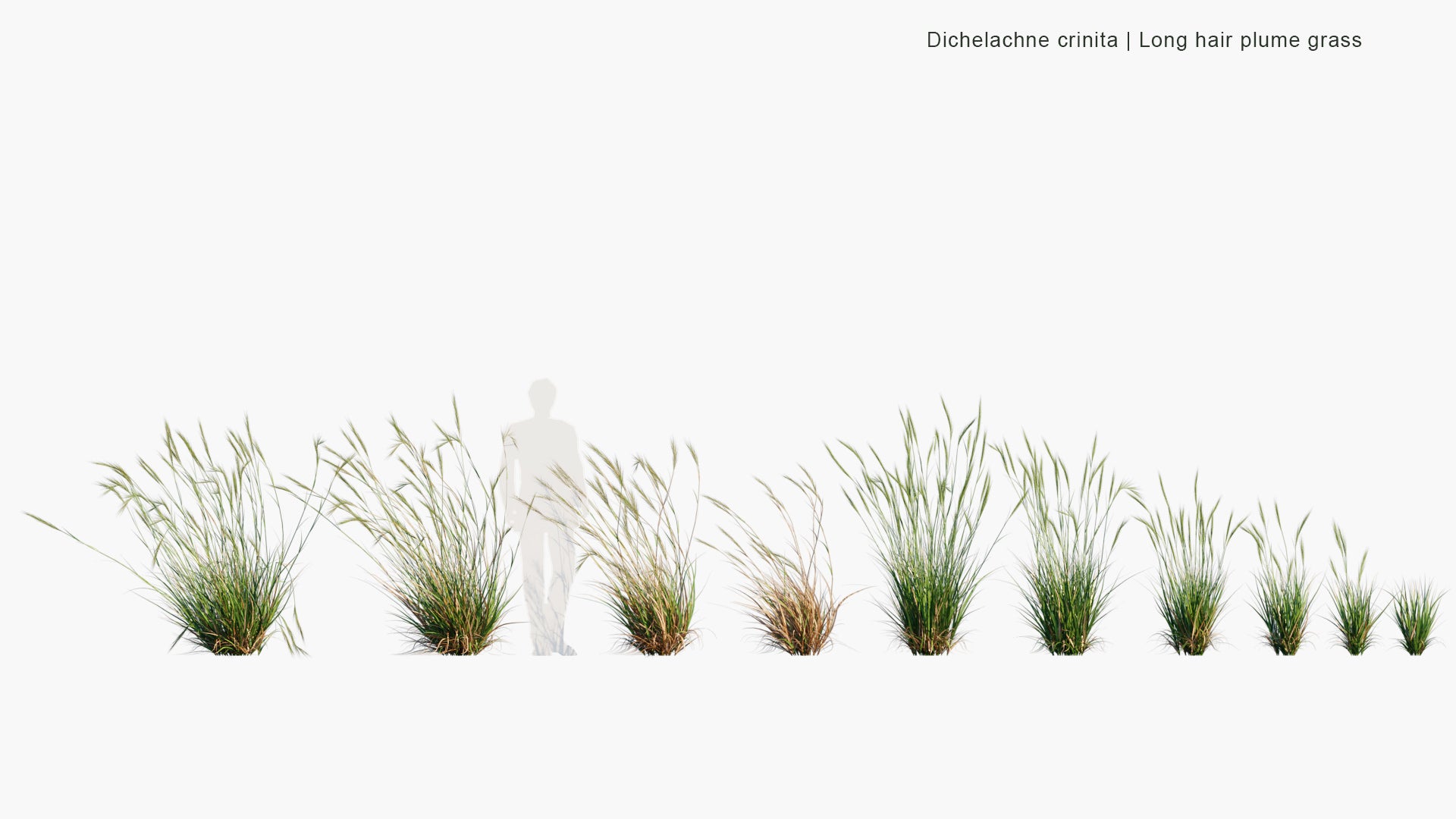 Low Poly Dichelachne Crinita - Longhair Plume Grass (3D Model)