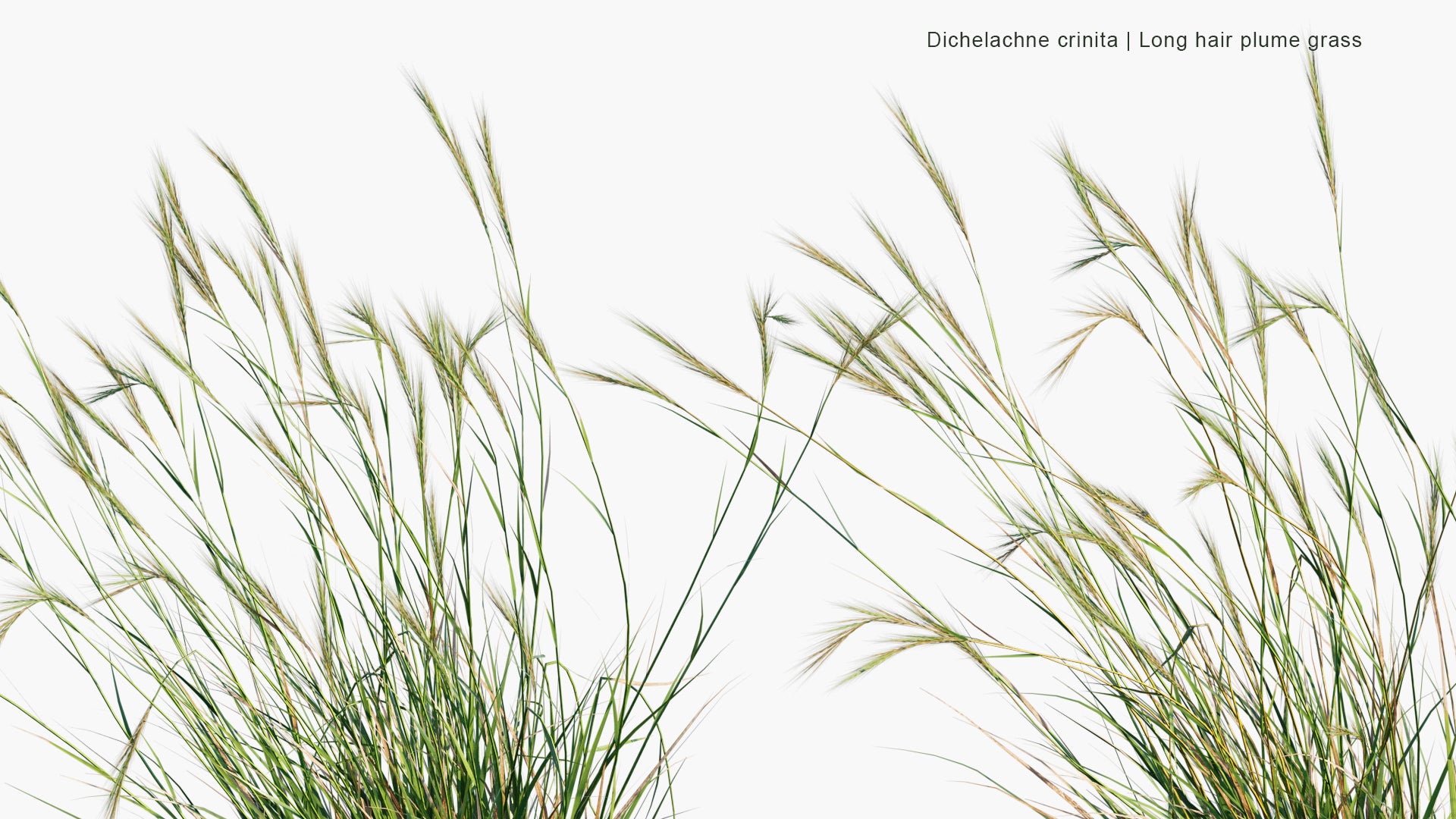 Low Poly Dichelachne Crinita - Longhair Plume Grass (3D Model)