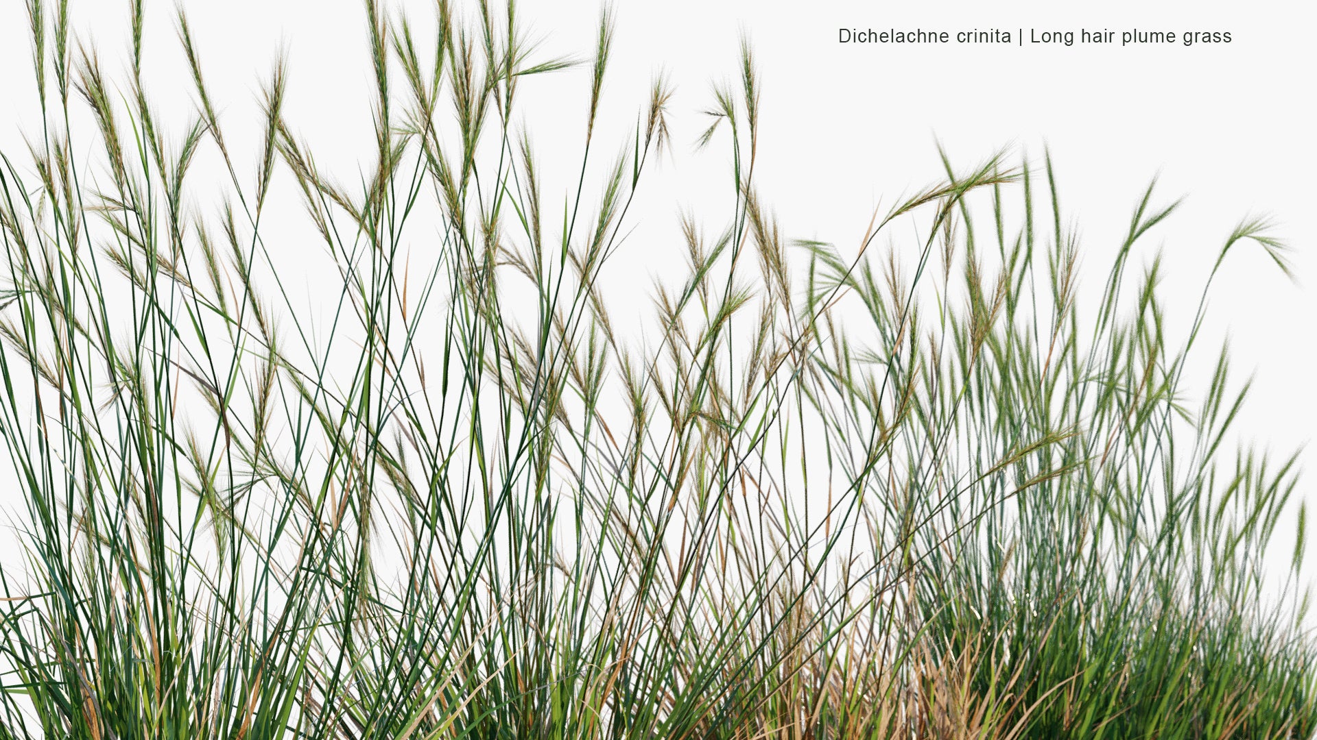 Low Poly Dichelachne Crinita - Longhair Plume Grass (3D Model)