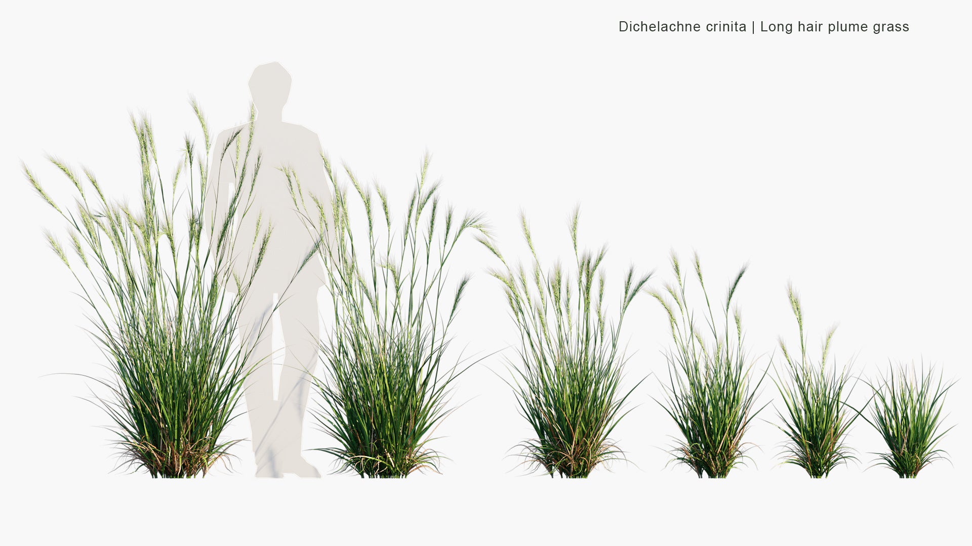 Dichelachne Crinita - Longhair Plume Grass (3D Model)