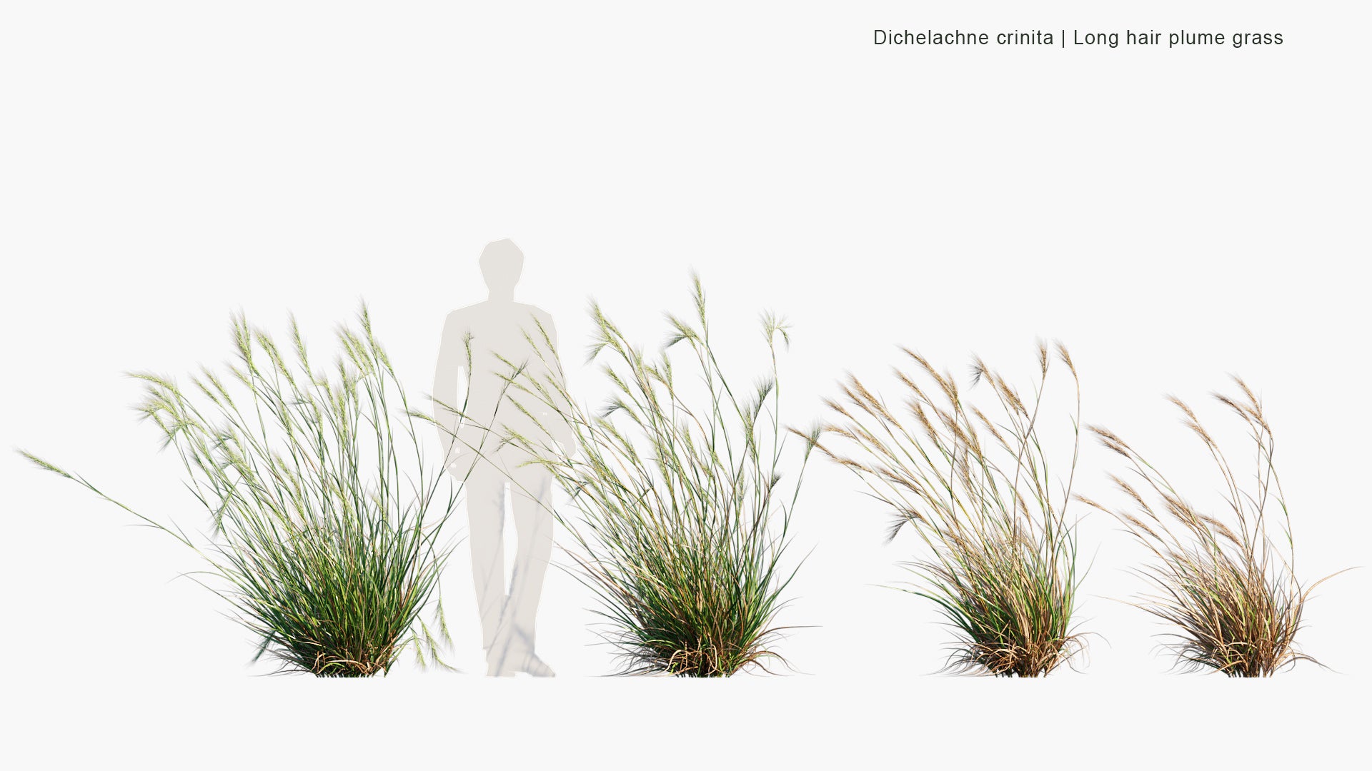 Dichelachne Crinita - Longhair Plume Grass (3D Model)