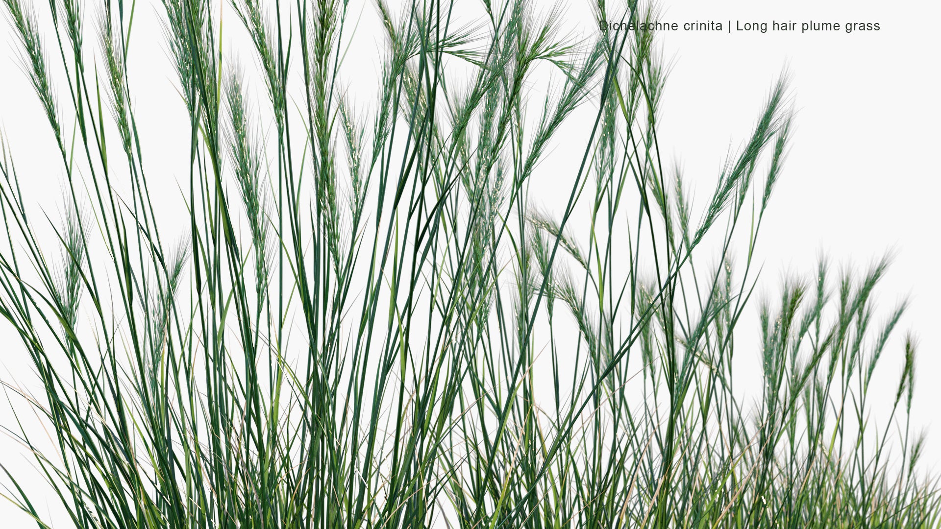 Dichelachne Crinita - Longhair Plume Grass (3D Model)