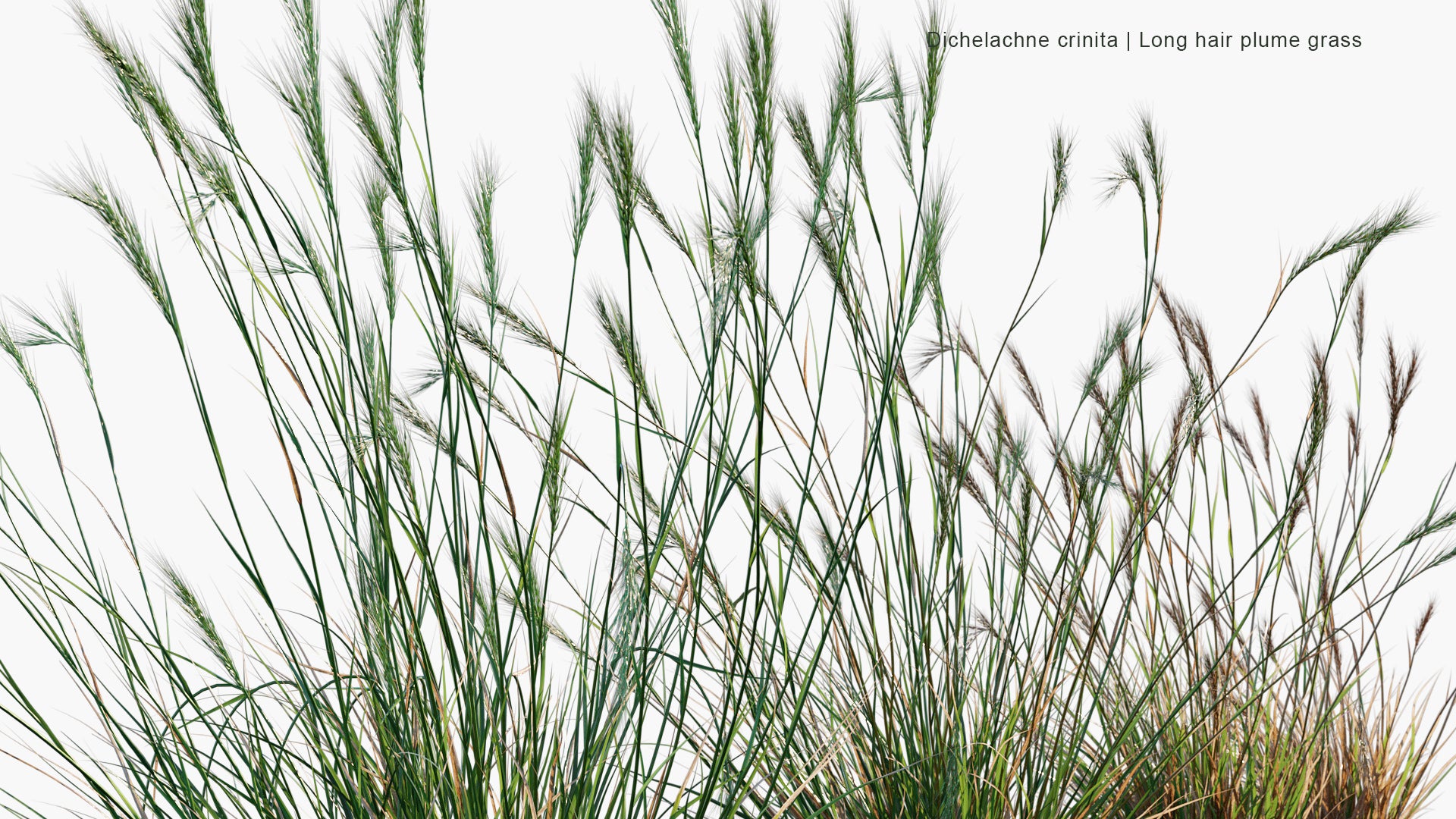 Dichelachne Crinita - Longhair Plume Grass (3D Model)