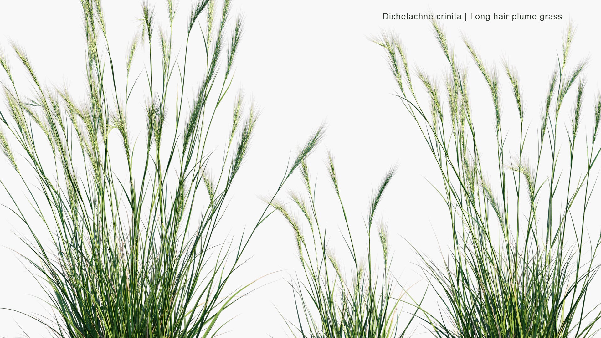 Dichelachne Crinita - Longhair Plume Grass (3D Model)