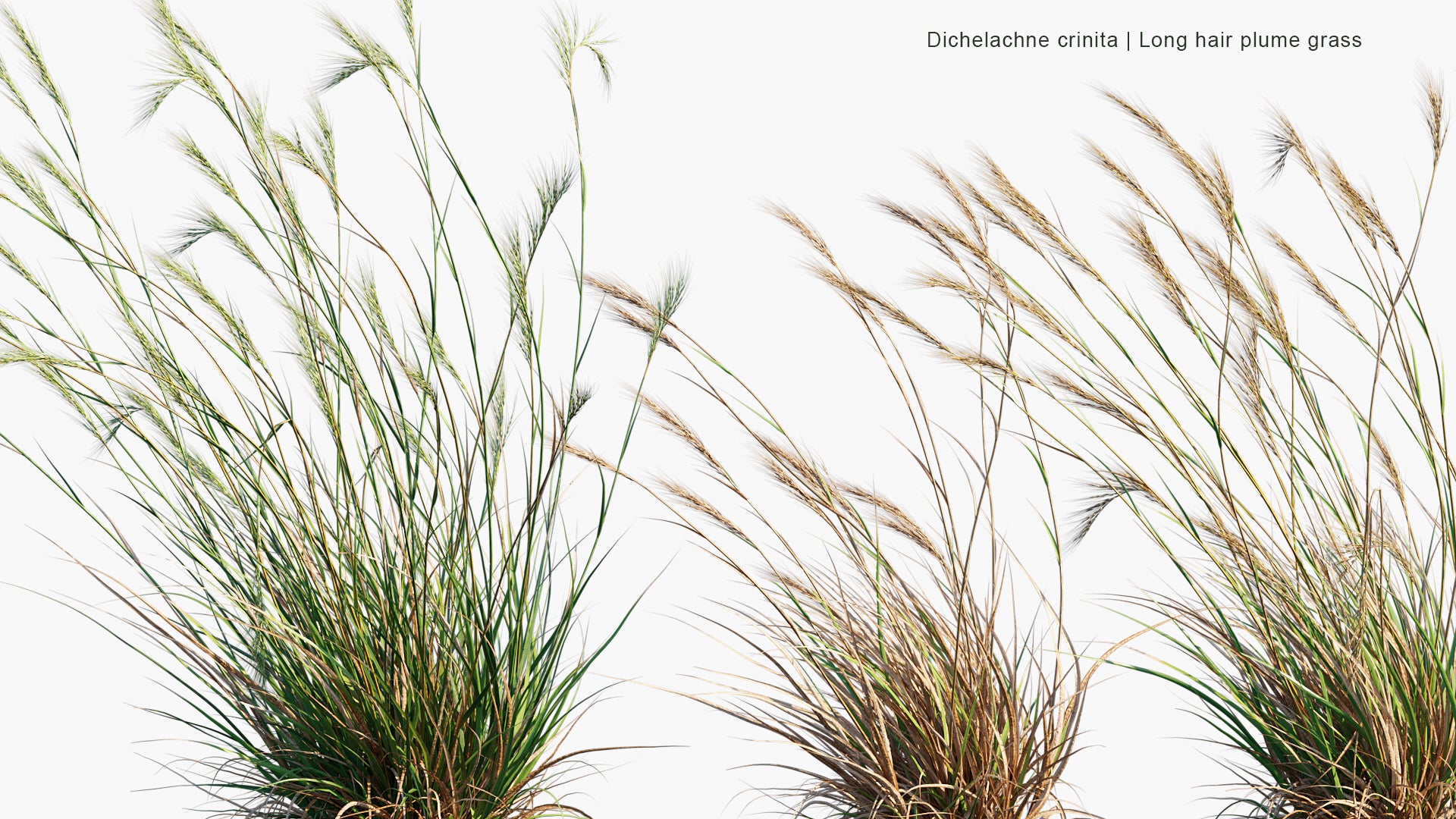 Dichelachne Crinita - Longhair Plume Grass (3D Model)