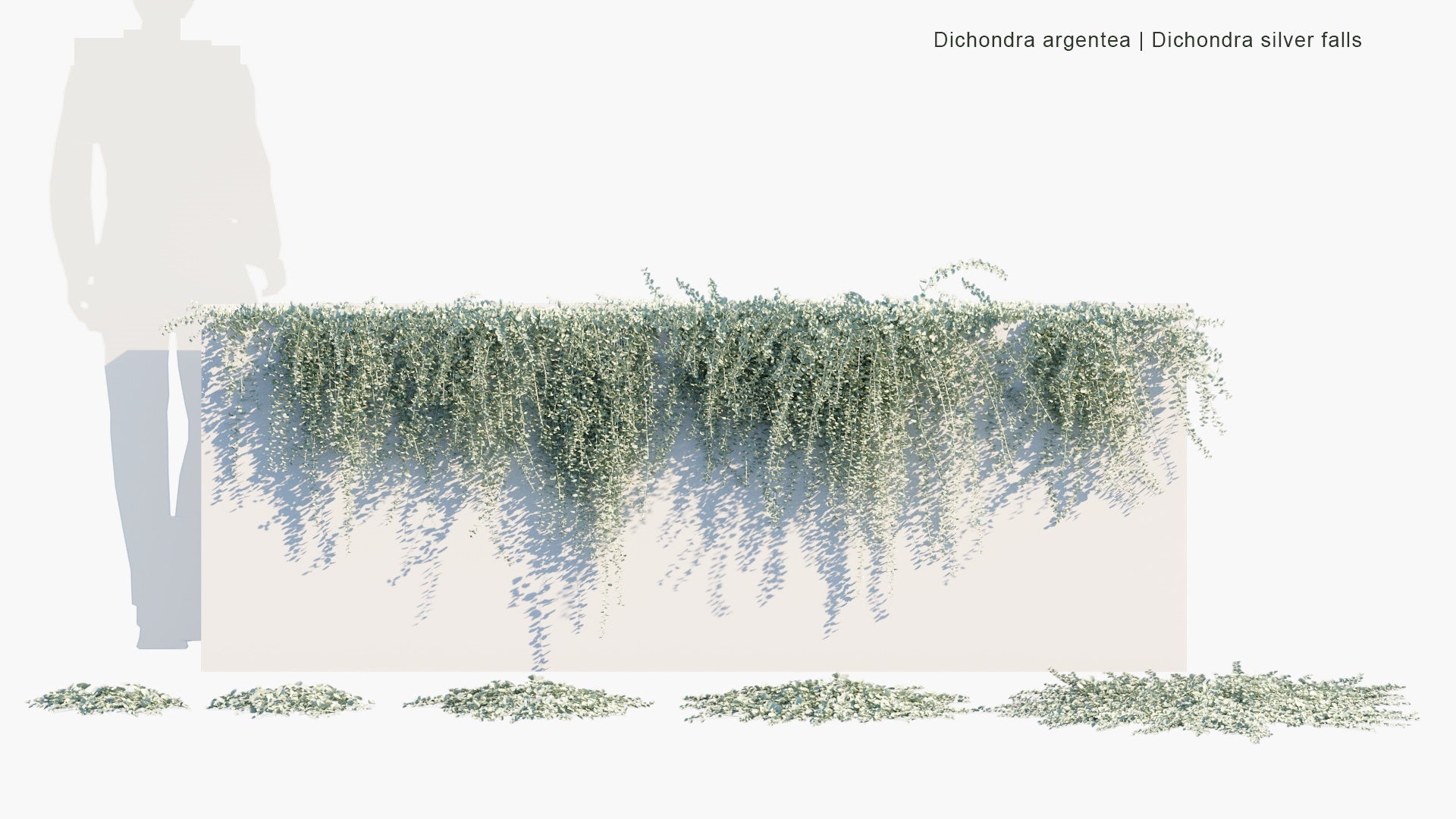 Low Poly Dichondra Argentea - Dichondra Silver Falls (3D Model)