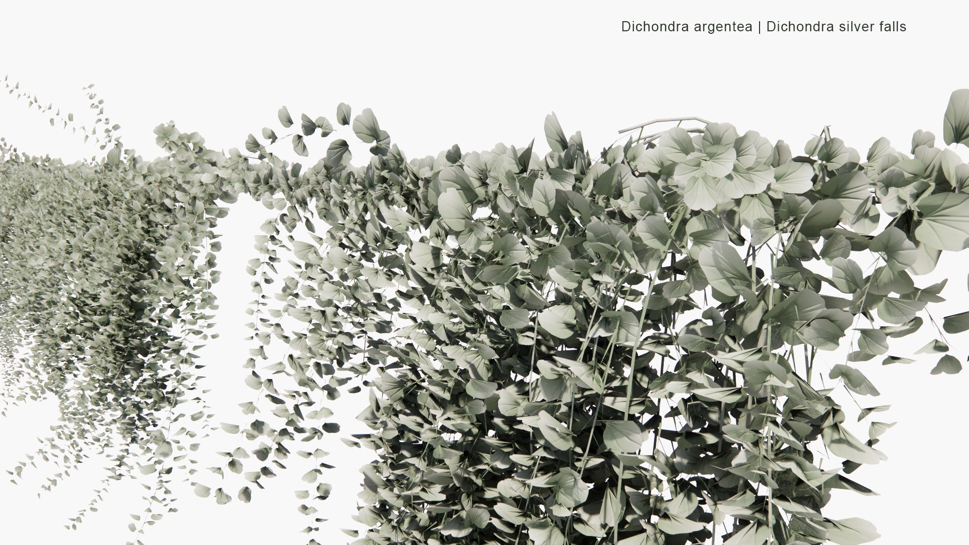 Low Poly Dichondra Argentea - Dichondra Silver Falls (3D Model)
