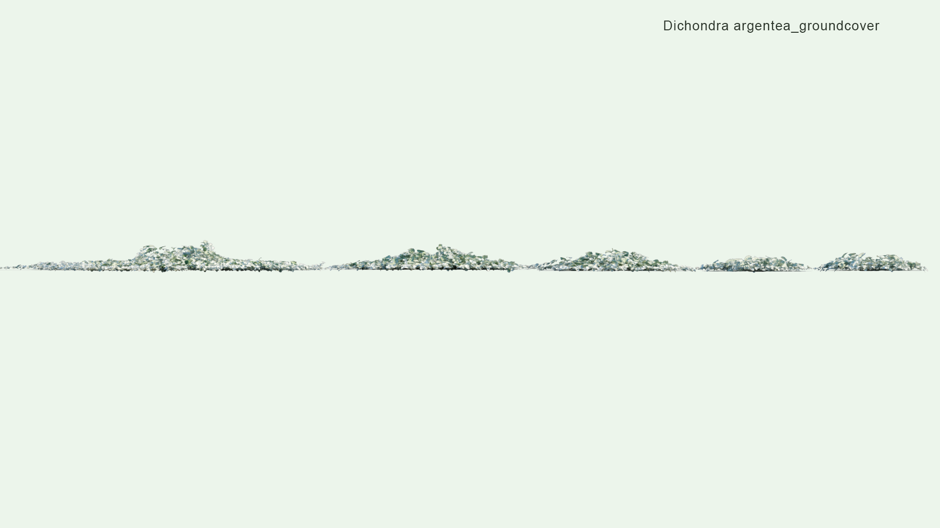 2D Dichondra Argentea - Dichondra Silver Falls