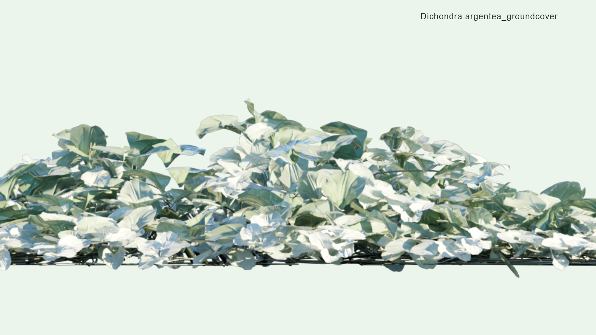 2D Dichondra Argentea - Dichondra Silver Falls