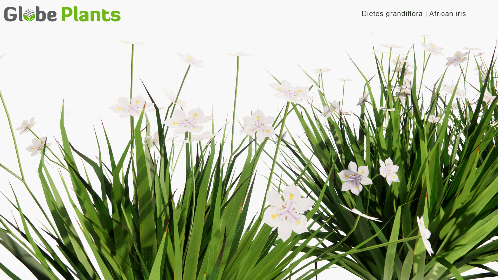 Low Poly Dietes Grandiflora - Large Wild Iris, African Iris, Fairy Iris (3D Model)