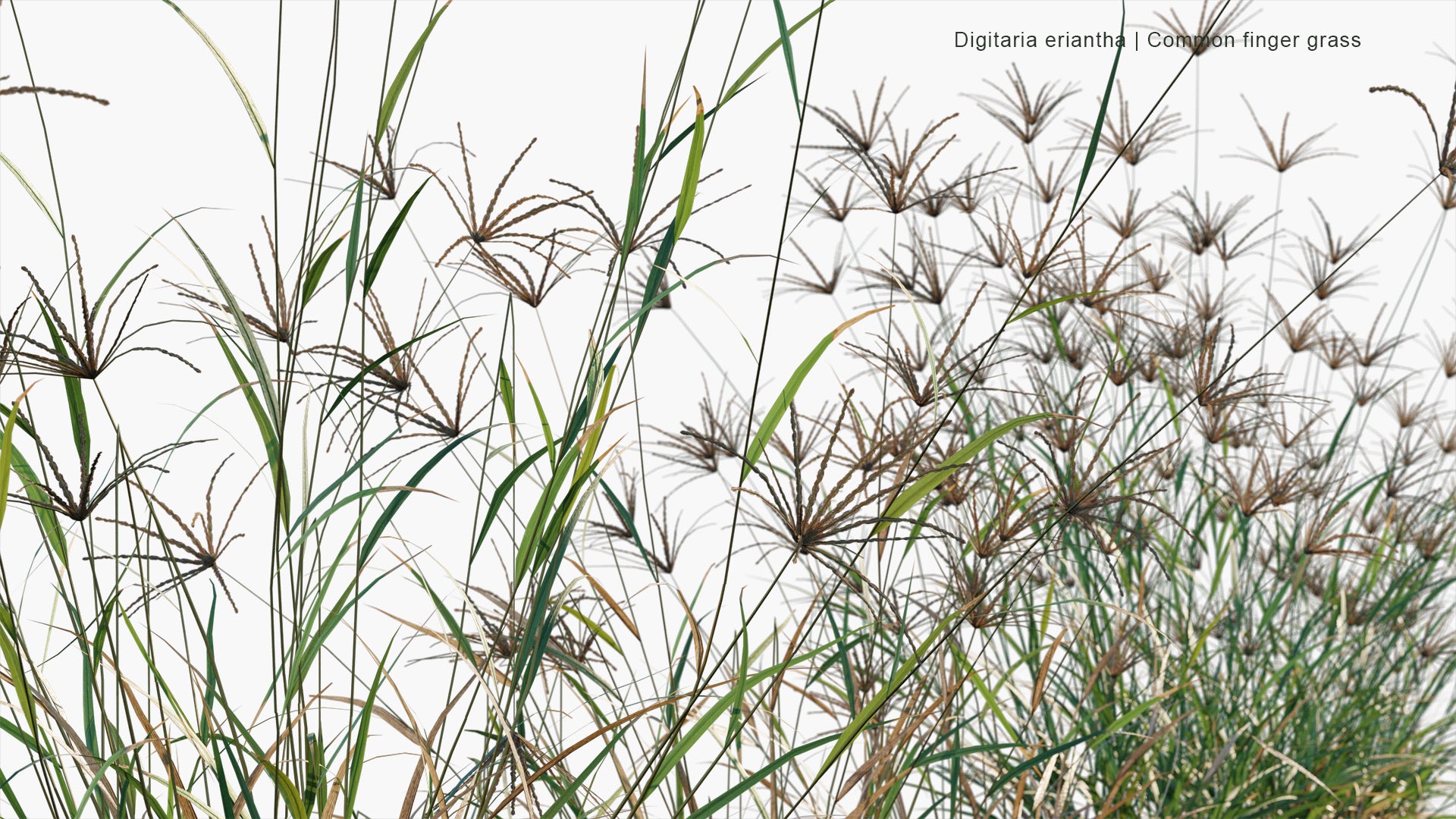 Low Poly Digitaria Eriantha - Digitgrass, Pangola-Grass, Common Finger Grass (3D Model)