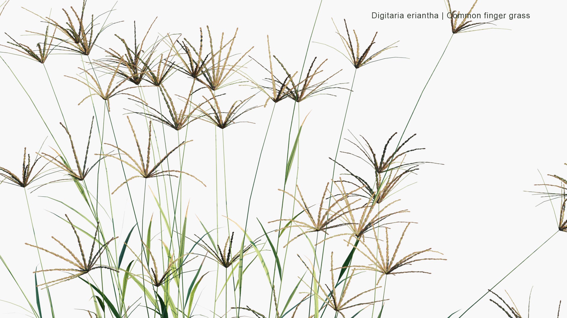 Low Poly Digitaria Eriantha - Digitgrass, Pangola-Grass, Common Finger Grass (3D Model)