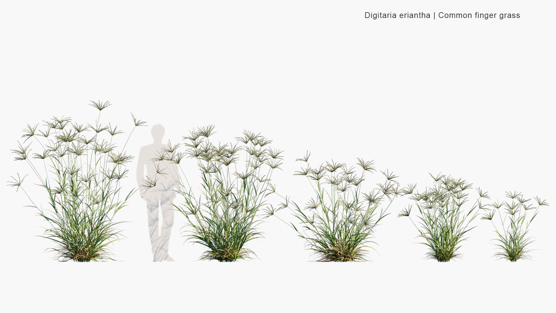 Digitaria Eriantha - Digitgrass, Pangola-Grass, Common Finger Grass (3D Model)