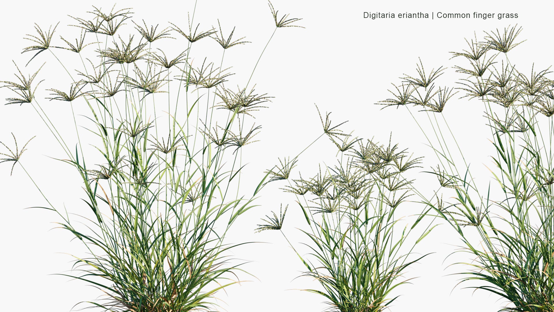 Digitaria Eriantha - Digitgrass, Pangola-Grass, Common Finger Grass (3D Model)