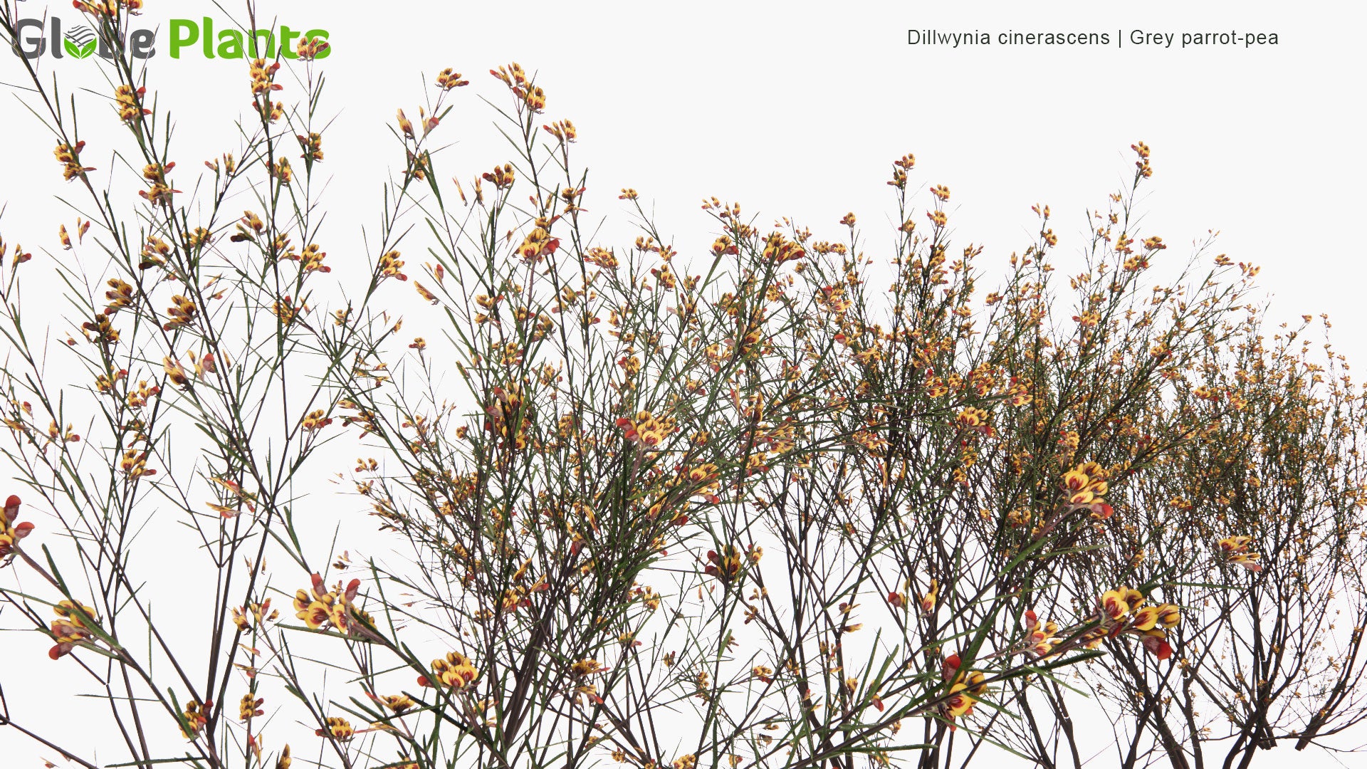 Low Poly Dillwynia Cinerascens - Grey Parrot-Pea (3D Model)
