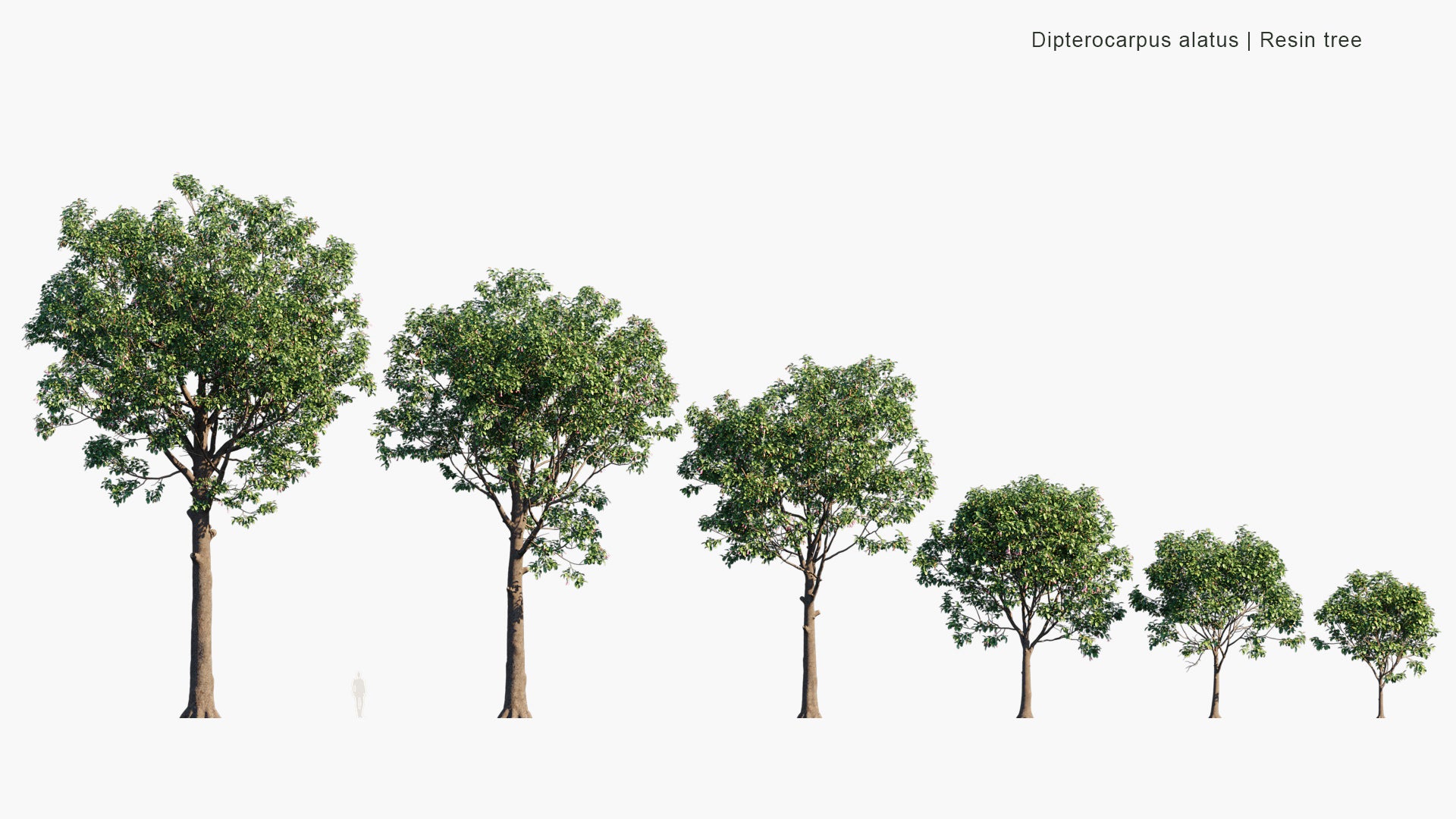 Dipterocarpus Alatus - Resin Tree (3D Model)
