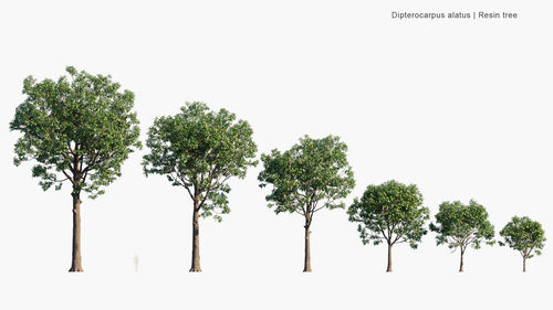 Dipterocarpus Alatus