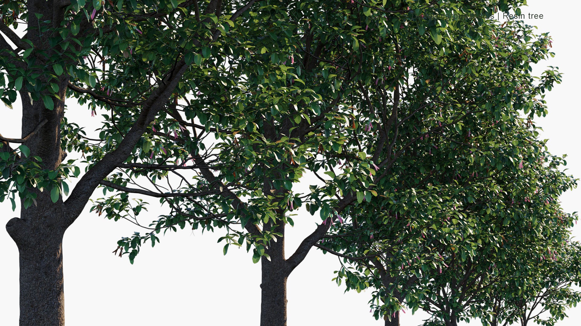 Dipterocarpus Alatus - Resin Tree (3D Model)
