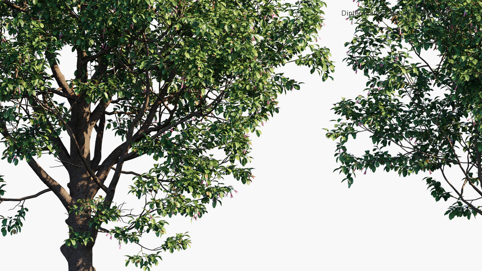 Dipterocarpus Alatus - Resin Tree (3D Model)