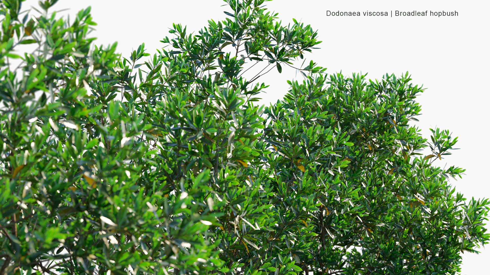 Dodonaea Viscosa - Broadleaf Hopbush