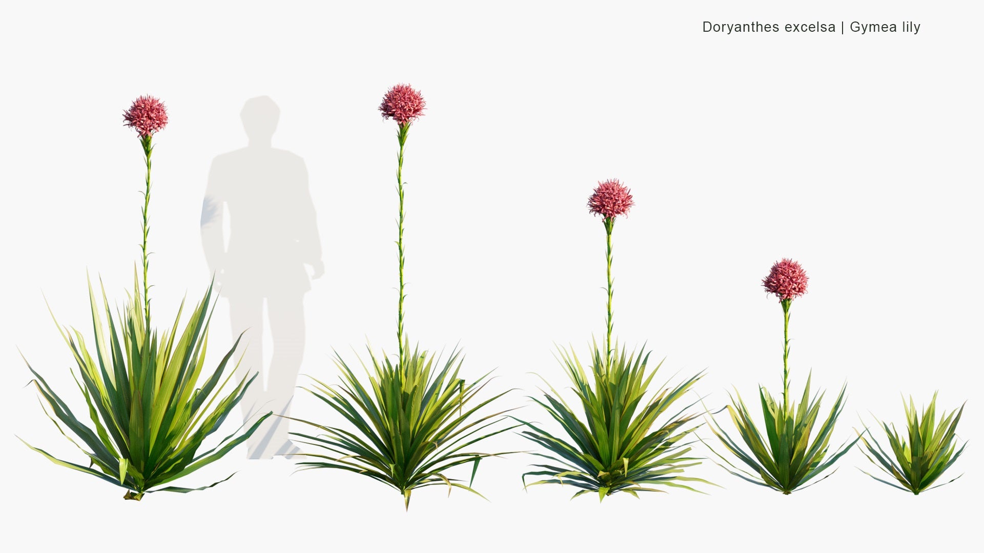 Low Poly Doryanthes Excelsa - Gymea Lily (3D Model)