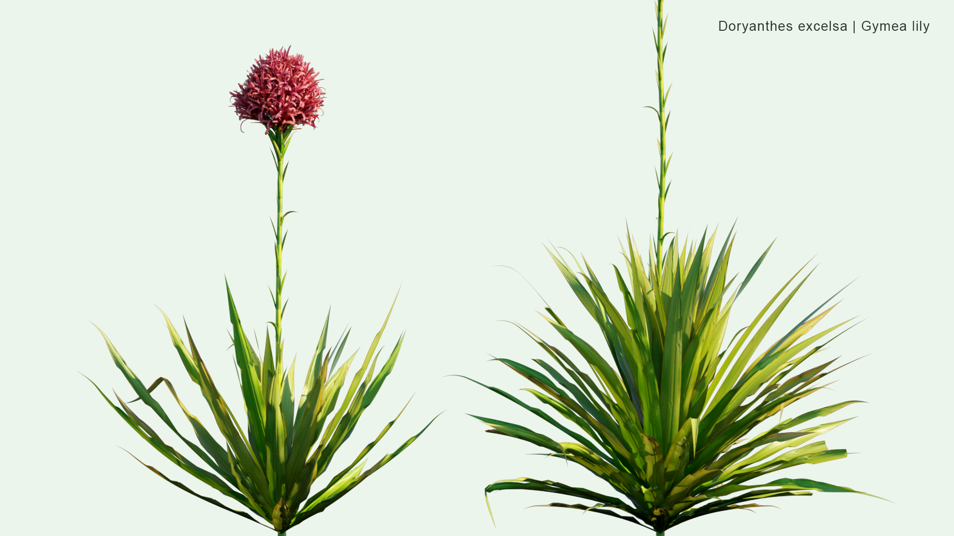 2D Doryanthes Excelsa - Gymea Lily