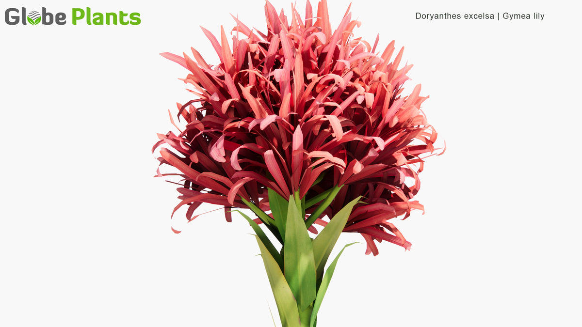 Low Poly Doryanthes Excelsa (Gymea Lily) 3D Model GlobePlants